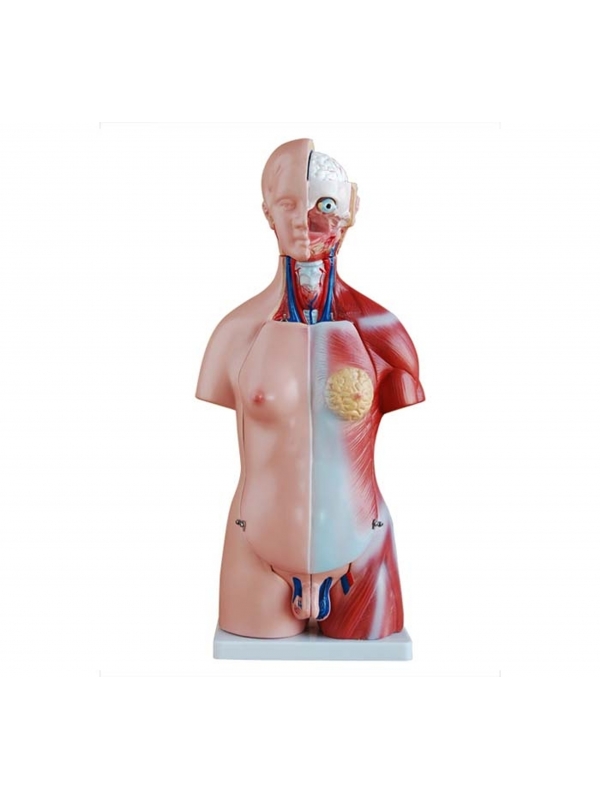 【人体模型】KIKKERLAND HUMAN TORSO 人体模型】KIKKERLAND HUMAN TORSO ZX-1103P Human Torso Small